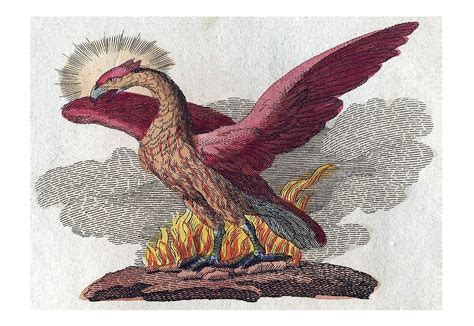 The Phoenix of Bel.